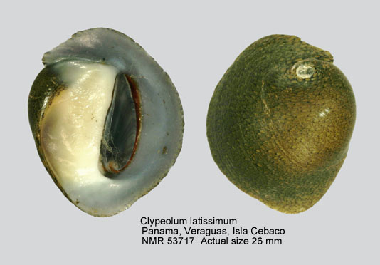 Clypeolum latissimum (5).jpg - Clypeolum latissimum (Broderip,1833)